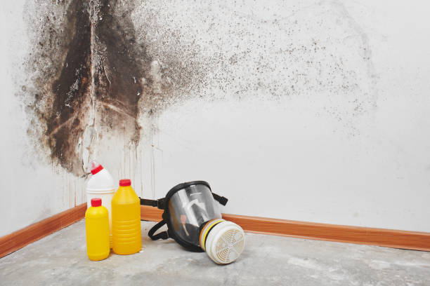 Best Home Mold Removal  in Kingstowne, VA