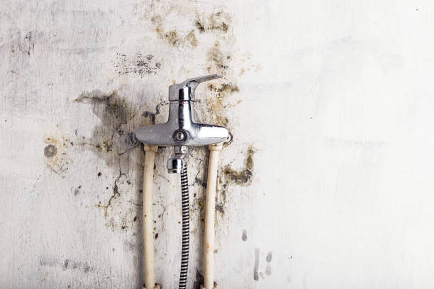Best Fast Mold Removal  in Kingstowne, VA