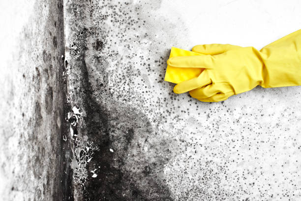 Best Mold Testing  in Kingstowne, VA