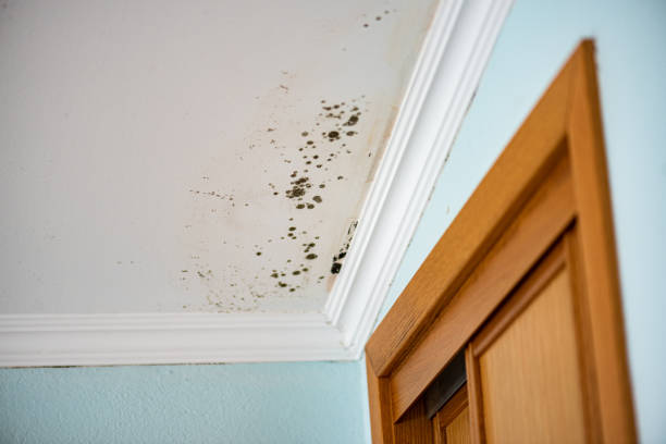 Mold Removal and Inspection in Kingstowne, VA