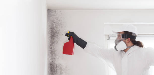 Best Office Mold Removal Services  in Kingstowne, VA