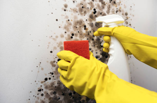 Best Attic Mold Removal  in Kingstowne, VA