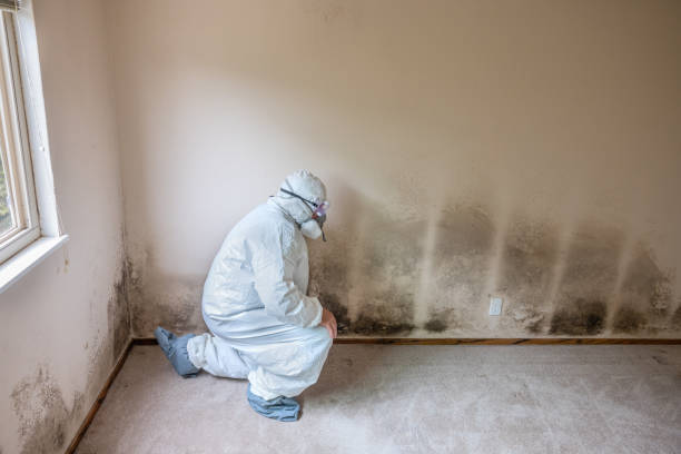 Best Residential Mold Removal  in Kingstowne, VA