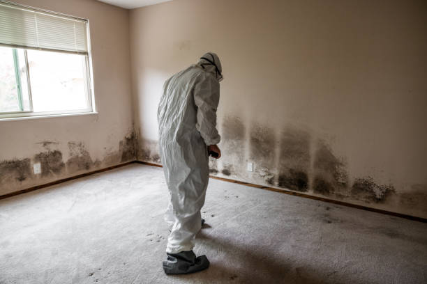 Best Mold Remediation Experts  in Kingstowne, VA
